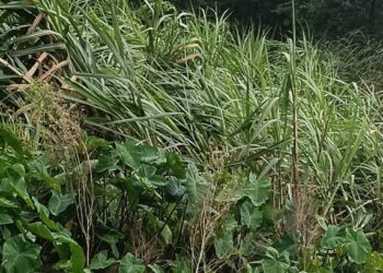 तेज हवा के साथ मूसलाधार बारिश से जन जीवन हुआ ठप