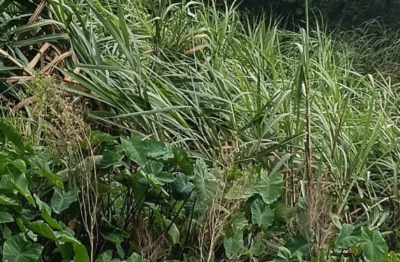 तेज हवा के साथ मूसलाधार बारिश से जन जीवन हुआ ठप