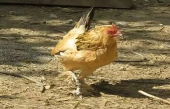 तुम्हारी मुर्गी मेरे दरवाजे पर कैसे आई! फिर गोलियों से थर्राया पूरा इलाका