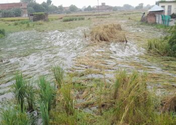 नौतन में मोंथा तूफान ने मचाई तबाही, सैकड़ों एकड़ में लगी धान की फसल बर्बाद