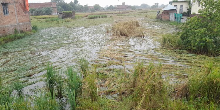 नौतन में मोंथा तूफान ने मचाई तबाही, सैकड़ों एकड़ में लगी धान की फसल बर्बाद