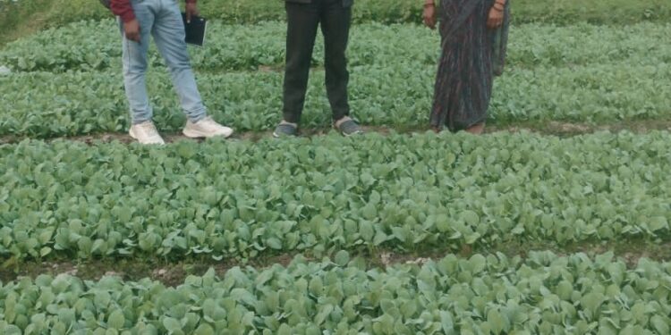 आत्मा समूह की महिलाएं नर्सरी तैयार कर स्वयं का कर रही है रोजगार