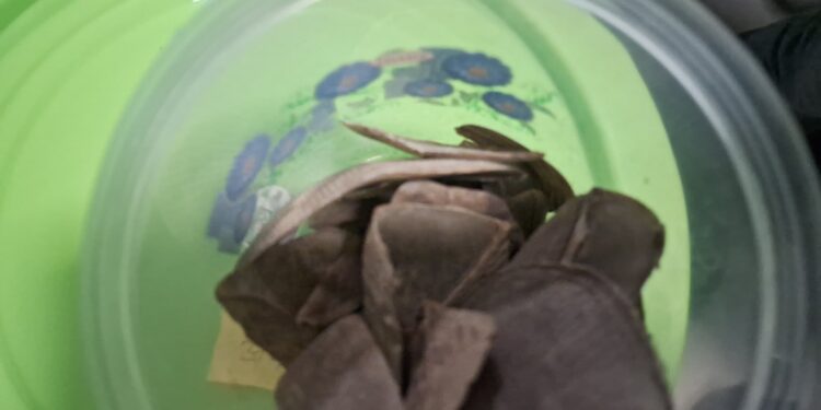 पलामू में सांप के जहर और पैंगोलिन के स्कल की तस्करी मामले में अब तक 10 गिरफ्तार, छापेमारी अभियान जारी