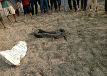 सिसई हनुमान मंदिर के पास मिला 60–65 किलो का विशालकाय अजगर,