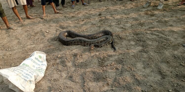 सिसई हनुमान मंदिर के पास मिला 60–65 किलो का विशालकाय अजगर,