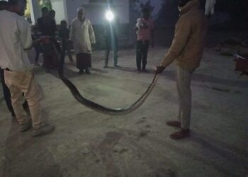 भोरे थाना क्षेत्र के सिसई में दो दिनों से अजगर का आतंक