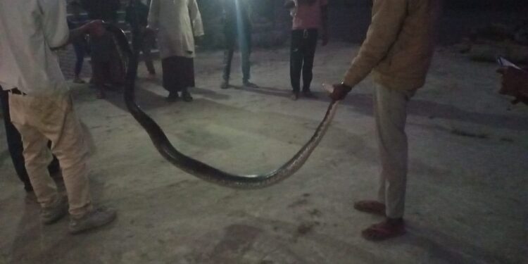 भोरे थाना क्षेत्र के सिसई में दो दिनों से अजगर का आतंक