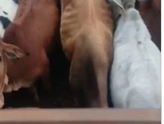 बड़ी कार्रवाई | गोपालगंज पुलिस का बड़ा प्रहार — 23 मवेशियों के साथ 09 तस्कर गिरफ्तार, 04 पिकअप जब्त