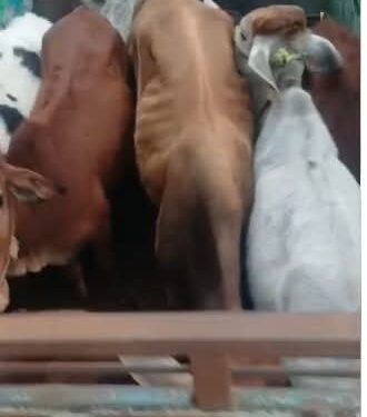 बड़ी कार्रवाई | गोपालगंज पुलिस का बड़ा प्रहार — 23 मवेशियों के साथ 09 तस्कर गिरफ्तार, 04 पिकअप जब्त