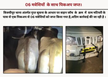 गोपालगंज पुलिस की सतर्कता: पिकअप से 6 मवेशी जब्त, तस्करी पर कसा शिकंजा