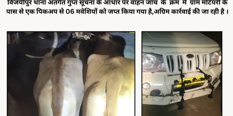 गोपालगंज पुलिस की सतर्कता: पिकअप से 6 मवेशी जब्त, तस्करी पर कसा शिकंजा