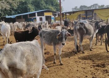 महुआ ब्लॉक की पैगंबरपुर और बड़ोखर बुजुर्ग गौशाला में में अव्यवस्थाओं एवं प्रधानों की उपेक्षा के चलते गौवंशों की दयनीय स्थिति उजागर