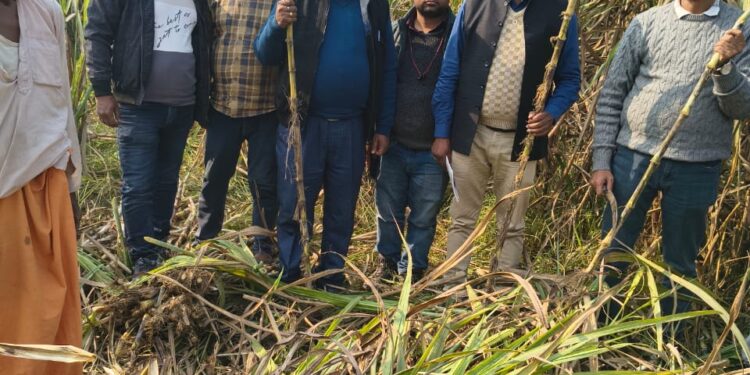 किसान श्री उपेंद्र सिंह के खेत पहुँचे उप निदेशक (सांख्यिकी) तिरहुत प्रमंडल मुजफ्फरपुर