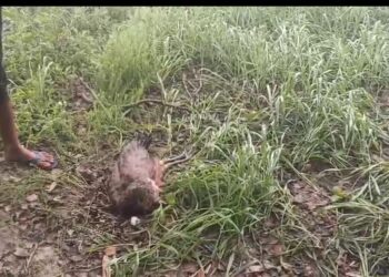 ठंड की मार से राष्ट्रीय पक्षी मोर की मौत, खेत में मिला शव