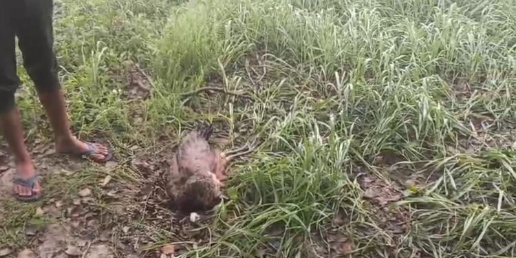 ठंड की मार से राष्ट्रीय पक्षी मोर की मौत, खेत में मिला शव