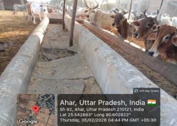 सूखी पराली खिलाकर बनाया जा रहा कुपोषित