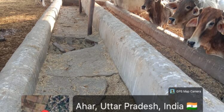 सूखी पराली खिलाकर बनाया जा रहा कुपोषित