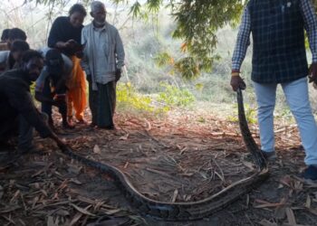 लखराव बाग के पास विशालकाय अजगर का रेस्क्यू