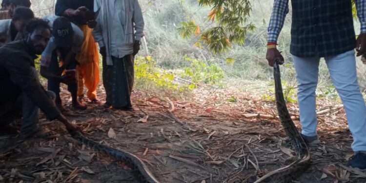 लखराव बाग के पास विशालकाय अजगर का रेस्क्यू