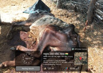 तेरा ब’ की गौशाला या बेजुबानों का कत्लखाना?’तेरा ब’ गौशाला में ‘कागजी’ केयरटेकर और असली भ्रष्टाचार,पर गौसेवक राजा राम राही ने खोला मोर्चा