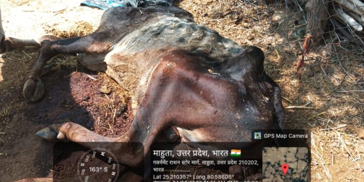 तेरा ब’ की गौशाला या बेजुबानों का कत्लखाना?’तेरा ब’ गौशाला में ‘कागजी’ केयरटेकर और असली भ्रष्टाचार,पर गौसेवक राजा राम राही ने खोला मोर्चा