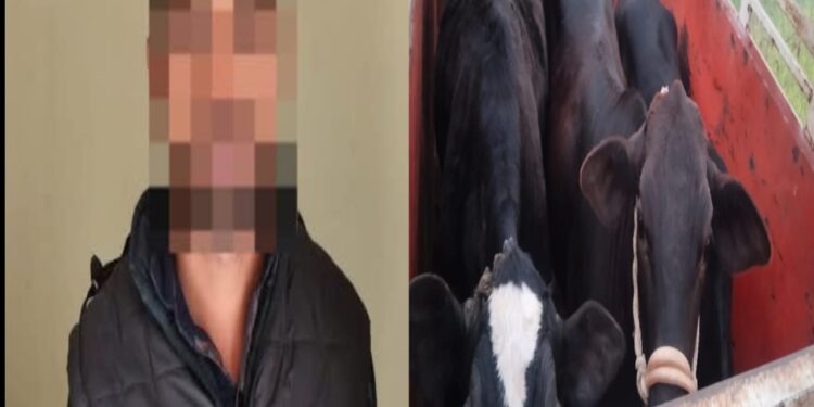 तीन मवेशियों के साथ तस्कर गिरफ्तार, पिकअप वाहन जब्त