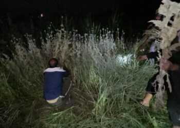 भोरे में अवैध अफीम की खेती का भंडाफोड़, पुलिस ने लाखों की फसल की नष्ट