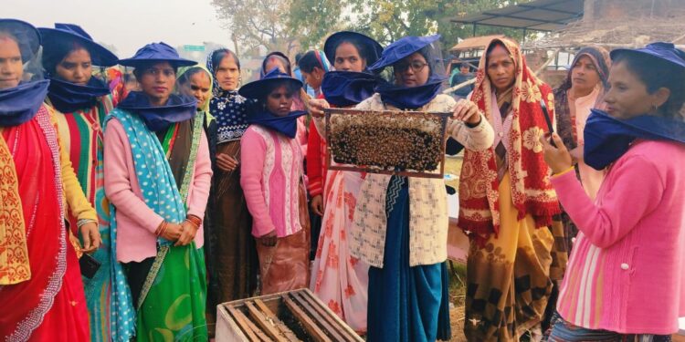 बांदा की मधु-सखियाँ शहद की मिठास से संवार रहीं अपनी तकदीर, 1200 रुपए किलो तक बिक रहा शहद