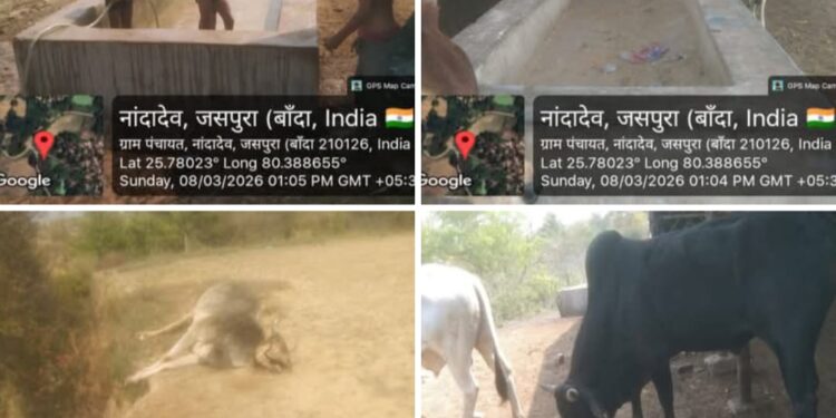 जसपुरा ब्लॉक के अंतर्गत अधिकतर गौशाला में गोवंश संरक्षित नहीं मिलेगा