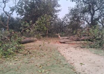 प्रखंड भवन के नाम पर कटे दशकों पुराने महुआ-आम के पेड़, विजयीपुर में उठा प्रकृति संरक्षण पर सवाल