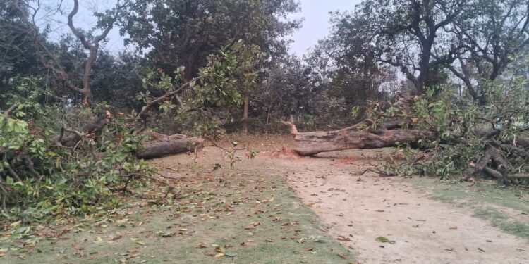प्रखंड भवन के नाम पर कटे दशकों पुराने महुआ-आम के पेड़, विजयीपुर में उठा प्रकृति संरक्षण पर सवाल