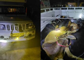 8 मवेशी व 95 लीटर देसी शराब बरामद, पिकअप जब्त तस्कर फरार