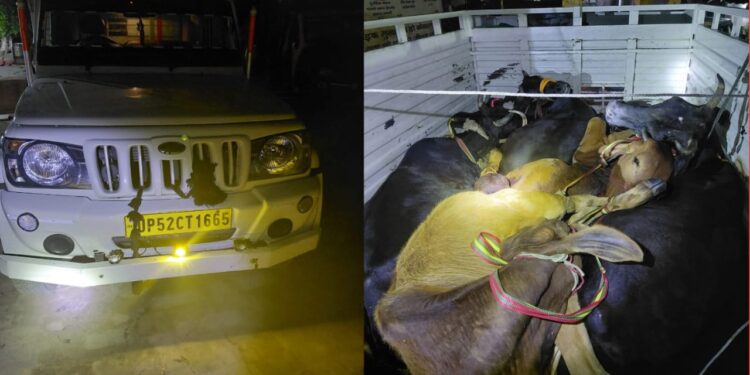 8 मवेशी व 95 लीटर देसी शराब बरामद, पिकअप जब्त तस्कर फरार