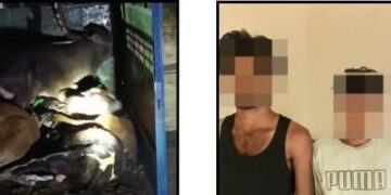 गोपालगंज: श्रीपुर पुलिस ने पिकअप वैन से 09 मवेशी किए बरामद; 03 तस्कर गिरफ्तार।