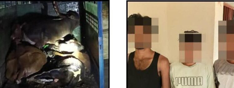 गोपालगंज: श्रीपुर पुलिस ने पिकअप वैन से 09 मवेशी किए बरामद; 03 तस्कर गिरफ्तार।