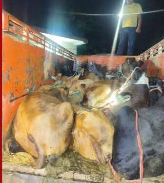 अवैध पशु तस्करी के विरुद्ध गोपालगंज पुलिस की बड़ी कार्रवाई, 12 मवेशी बरामद।