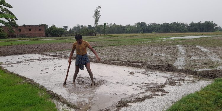 नौतन में मॉनसून की पहली झमाझम बारिश, गर्मी से मिली राहत; किसान धान का बिचड़ा डालने में जुटे