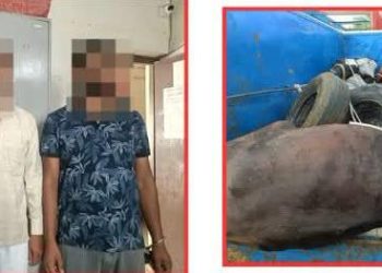 गोपालगंज पुलिस की बड़ी कार्रवाई: अवैध पशु तस्करी का भंडाफोड़, 5 मवेशियों के साथ 3 तस्कर गिरफ्तार, पिकअप जब्त।