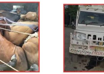 गोपालगंज पुलिस का बड़ा एक्शन: 7 मवेशियों से भरा पिकअप जब्त, तस्कर पुलिस को चकमा देकर फरार