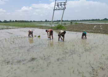 नौतन में बारिश होने से किसानों में खुशी, फसलों को विशेष लाभ
