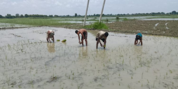 नौतन में बारिश होने से किसानों में खुशी, फसलों को विशेष लाभ