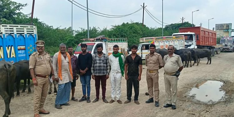 पशुओं को ले जाने मे 6 अभियुक्त गिरफ्तार